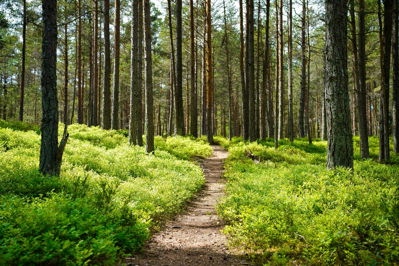 A path through the trees