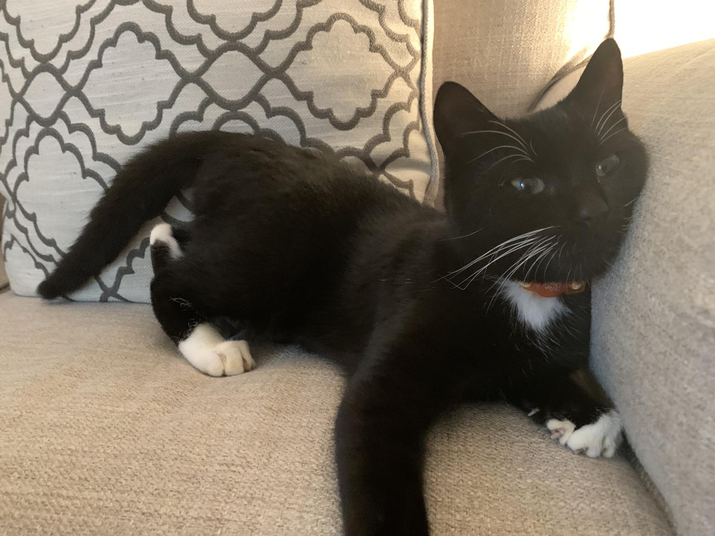 Wolff mid-stretch