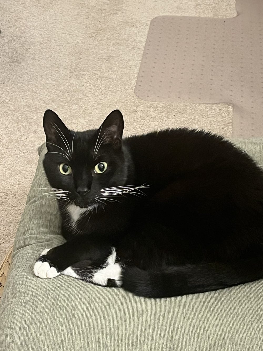 Wolff, curled up and unbothered